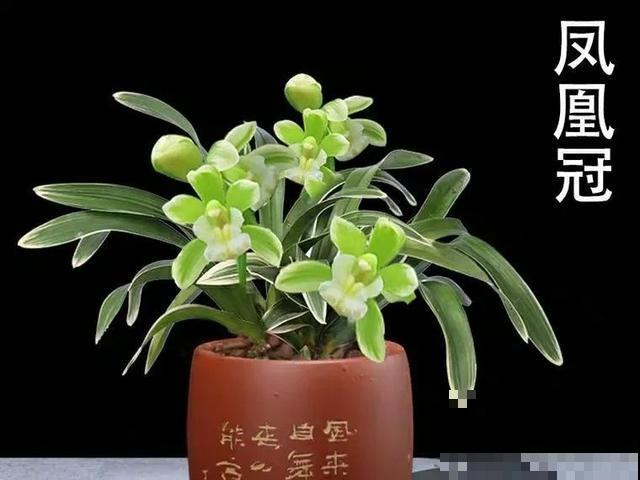 6种兰花，一开花香飘满屋，越养越值钱！