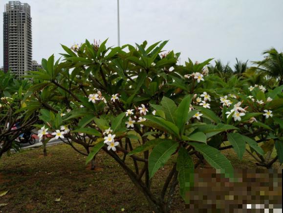 鸡蛋也会开花？没错，还是老中医非常喜欢的一种花！
