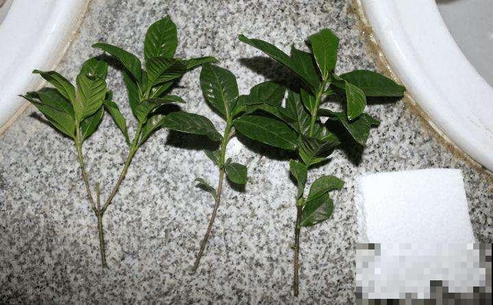 快递泡沫箱别扔，掰下一块来扦插，成活率更高！