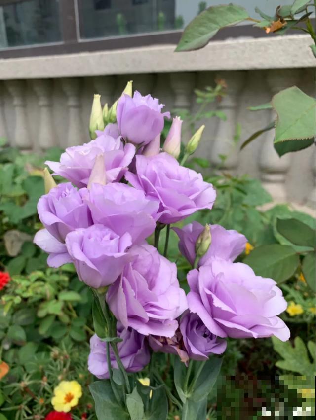 阳春三月，出门踏青，原来有这么多漂亮花！
