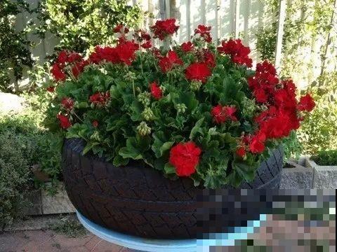 养花从不买花盆，都是这些东西做的！