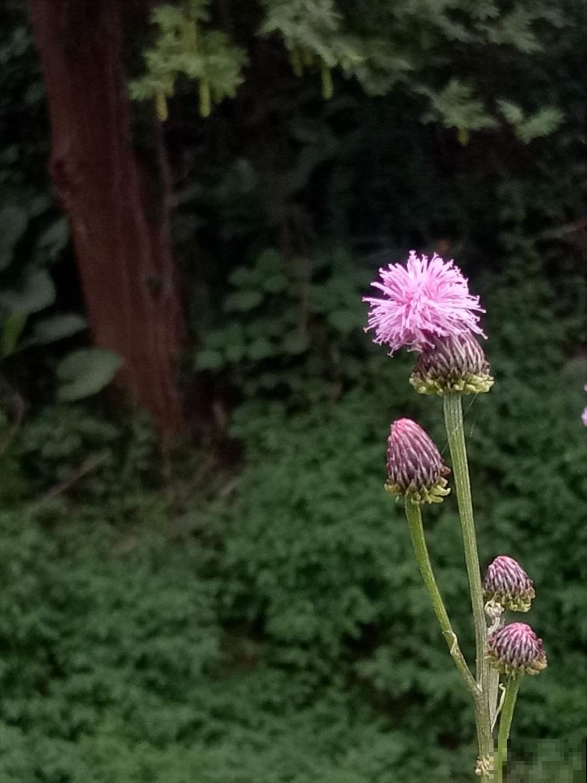 不起眼的小野花，挖回家能当野菜吃，还是有名的中药草！