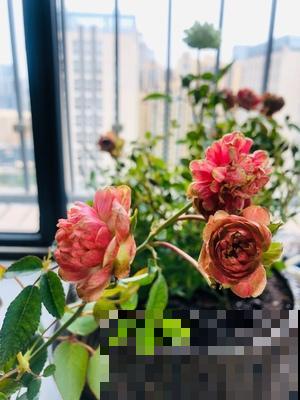 最丑月季花，不服来战，看完眼睛要瞎了！