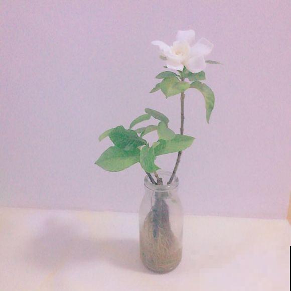 6种花，最适合水养，一开花就是好几个月！