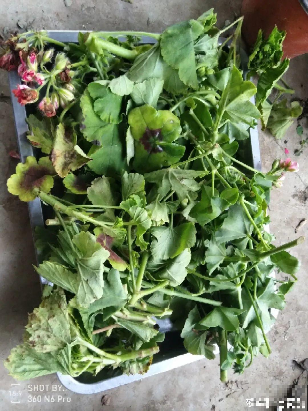 这10种花，天越热越扦插，3天冒出大白根！