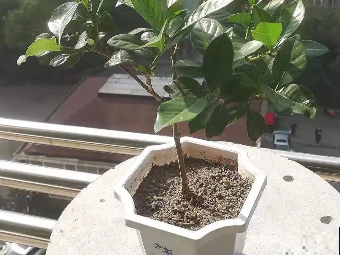 20种常见花，扦插方法大全，不用再花钱买了！