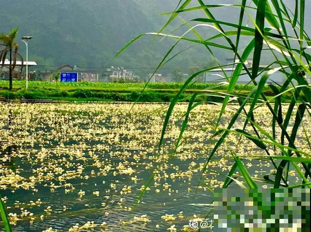 10种爱喝水的花，1天1大桶，反而越来越疯长！