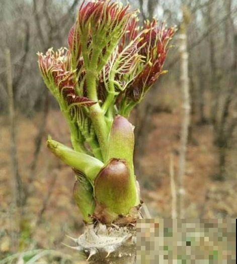农村树上一种野菜，长得像香椿，为啥卖的比肉贵？