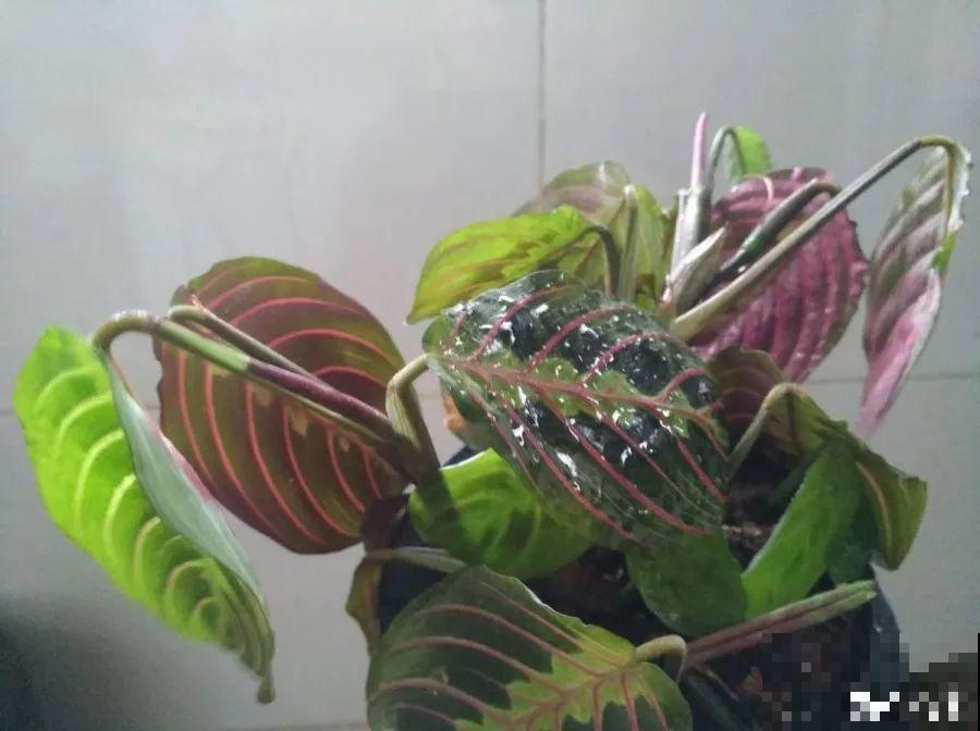 10种花，春天不能晒，躲屋里最安全！