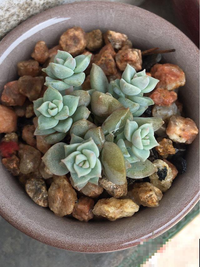 把多肉洗洗塞水里，没想到长势这么好，又嫩又胖人人爱！