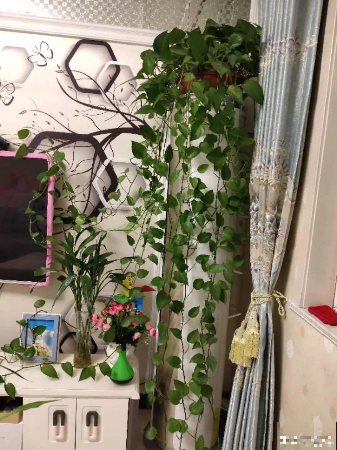 折腾不死的25种花，咋养都爆盆，家里必须养！