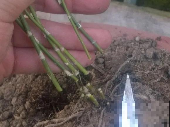 嫌花长得丑，趁现在砍头，2个月脱胎换骨！