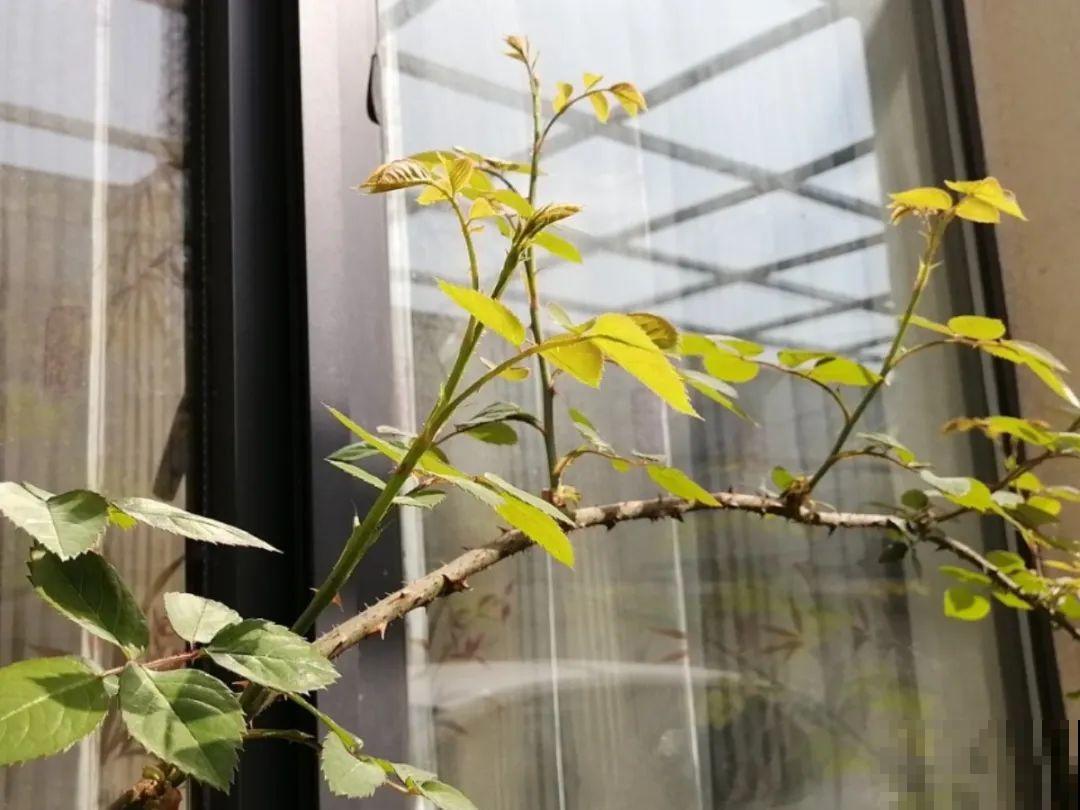 家里有这花，可以控制开花，想开几次都行！