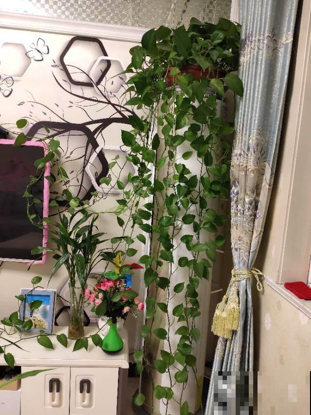 她家绿萝旺到爬满墙，其中秘密却很简单，你也能做到！