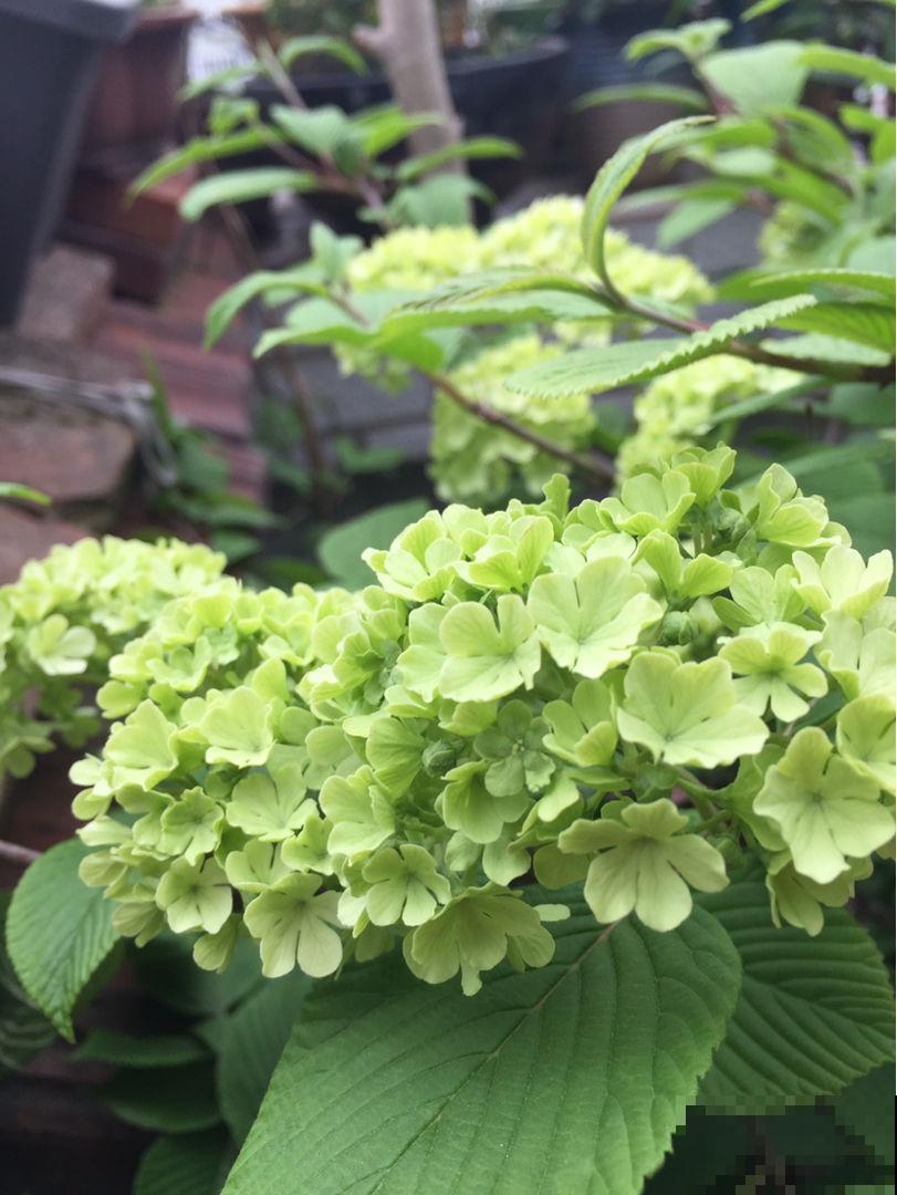 木绣球能长3米高，花比脸还大，就是很少有人养