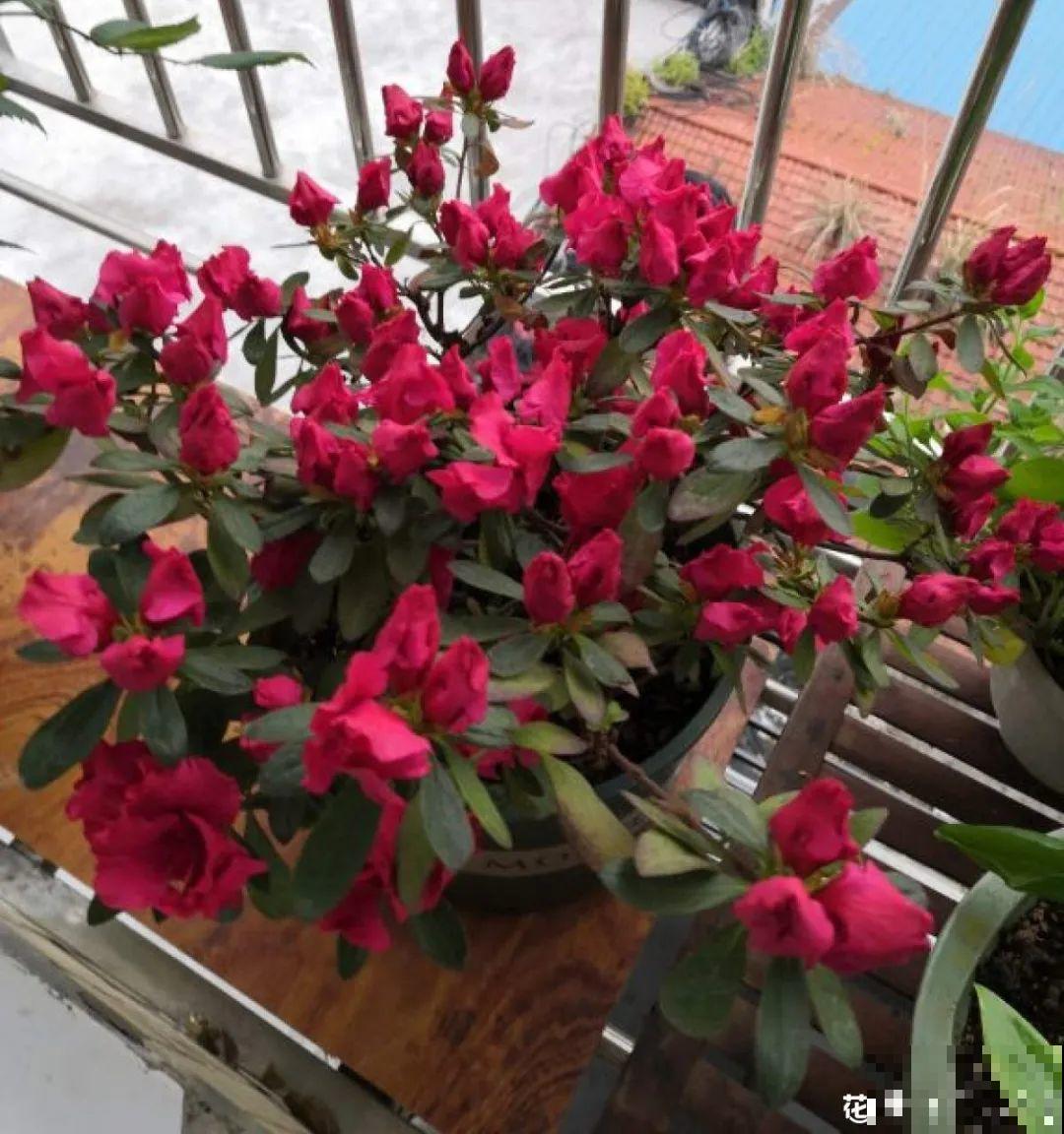 家里有这花，可以控制开花，想开几次都行！