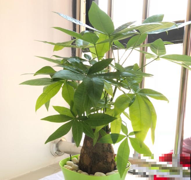 植物缺了这种肥，叶子发黄没精神，开花稀稀拉拉！