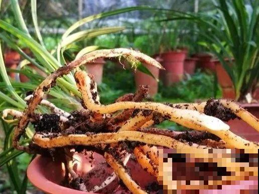 6种兰花，一开花香飘满屋，越养越值钱！