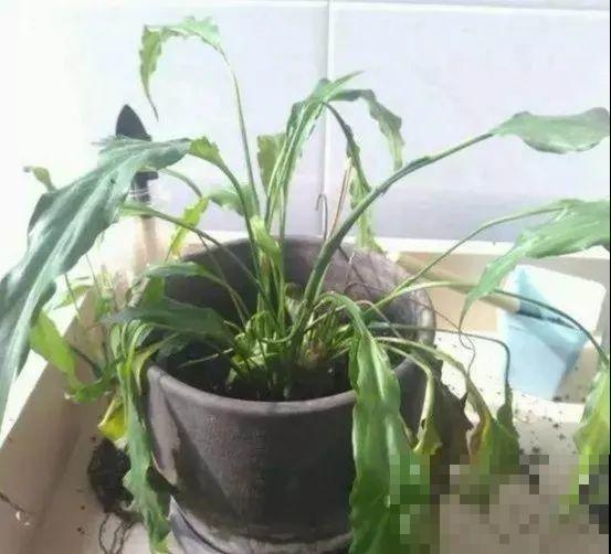 天热了，8种花不能乱浇水，小心浇完就死！