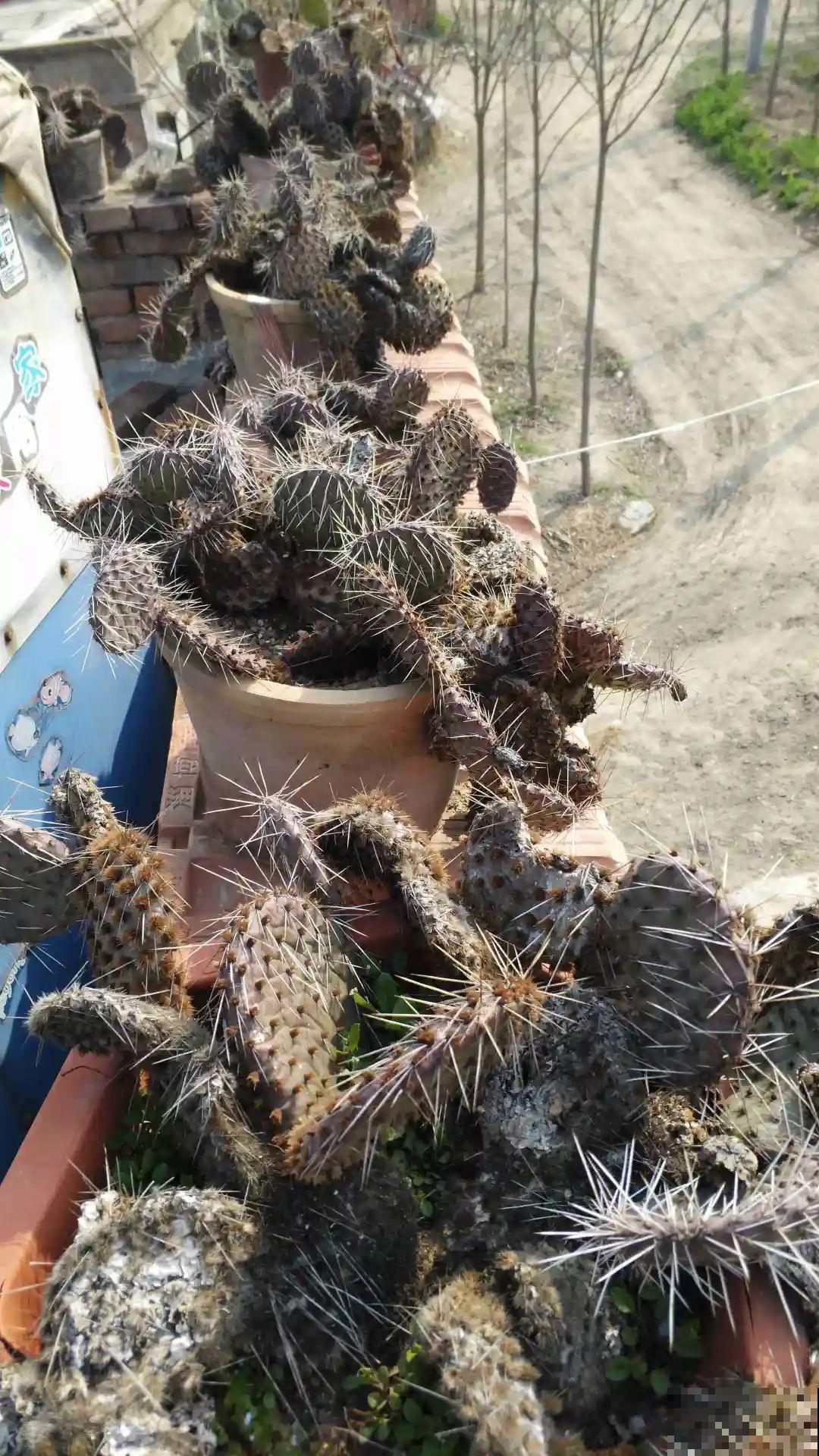 院子里养仙人掌，全身都是刺，堪比“狼牙棒”，小偷再也不敢来！