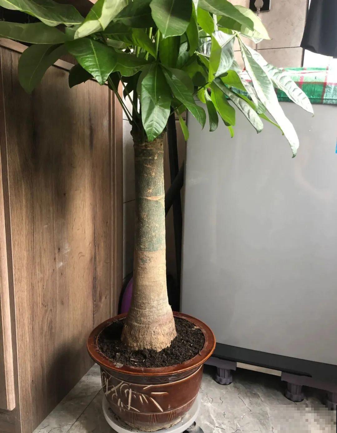 花一到春天就蔫巴，那是浇水浇少了，赶紧补水
