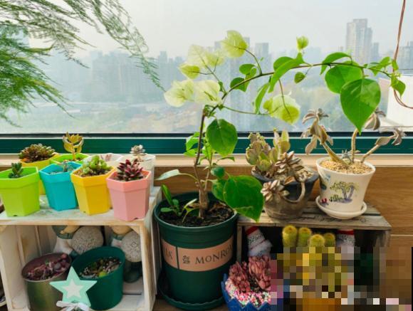 三角梅新养法，找根铁丝绑一绑，变成一个大花篮！