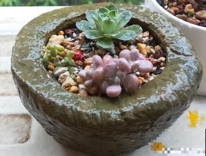 养花常见的6种盆，其中1种养不好花，新手慎用！