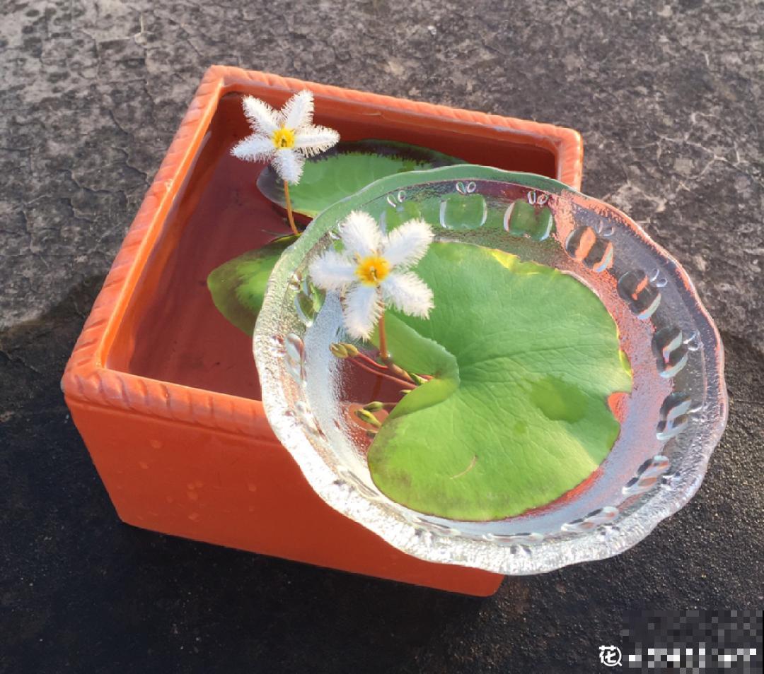 只用水不用土的植物，一片叶子就开花，简直太神奇了！