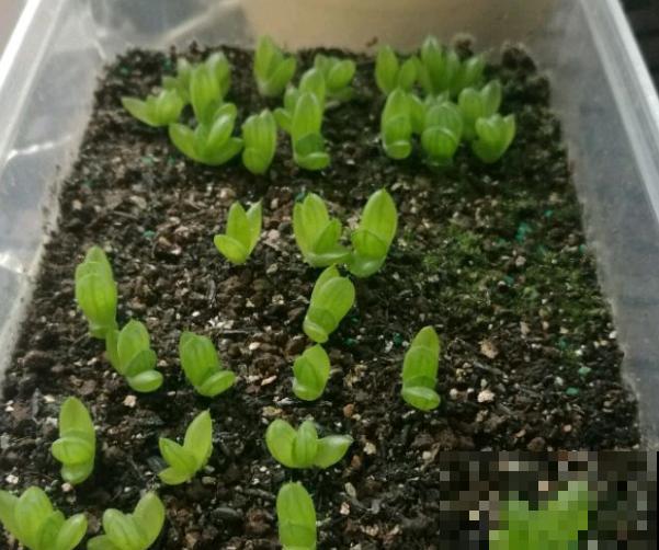玉露1盆变10盆，根本不用叶插，学会这招就可以！