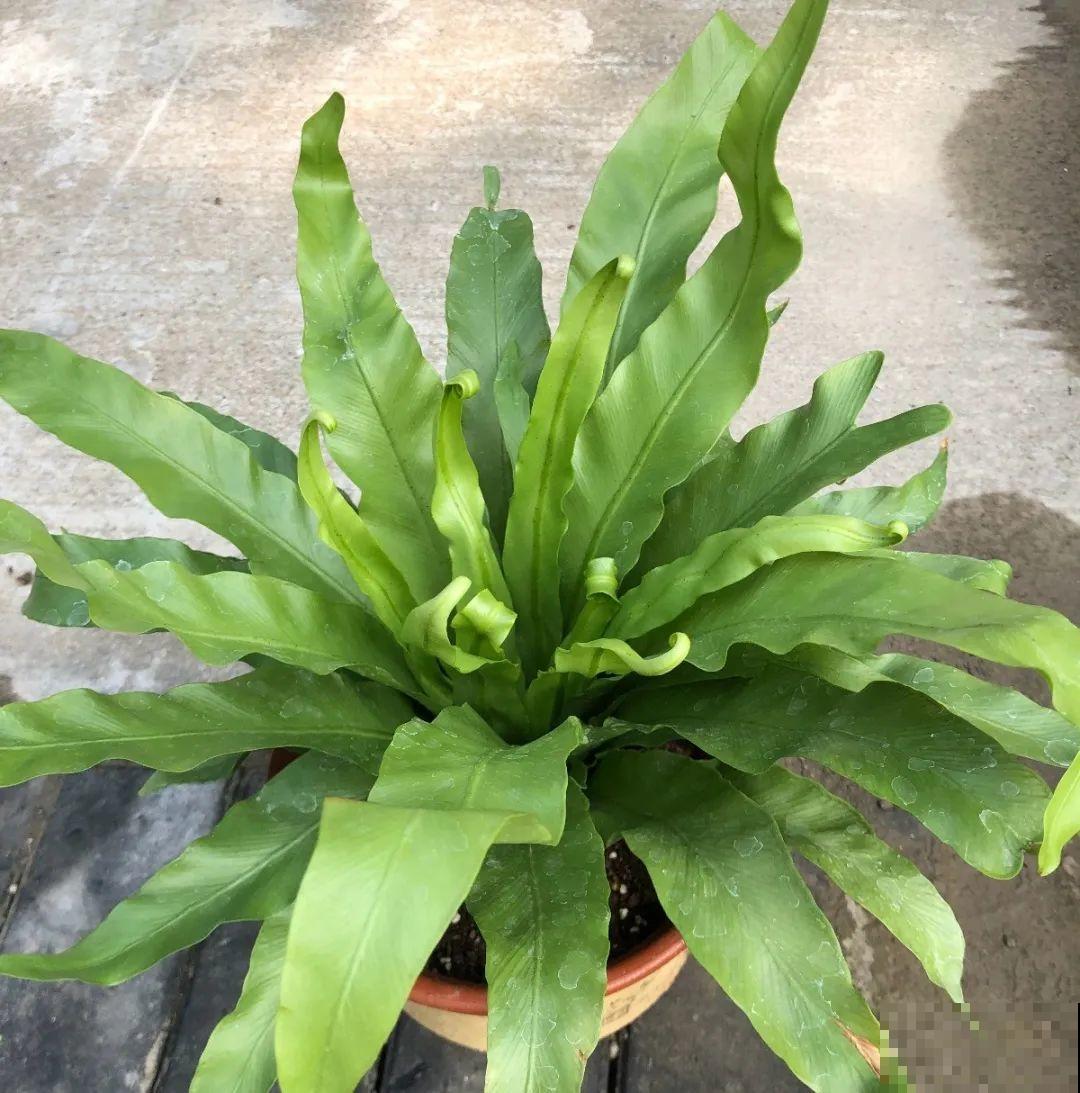 有品位的人，都爱这10种花，养一盆特有面子！