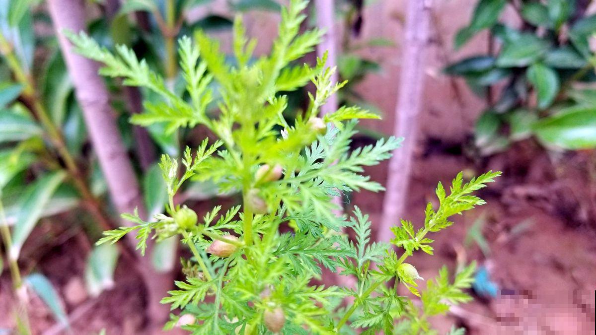 6种农村常见野草，小时候天天见，没想到药用价值如此高
