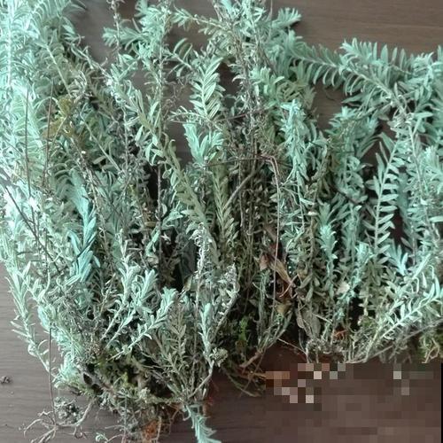 野山上长的野草，还有大价值，很多药店都高价回收！