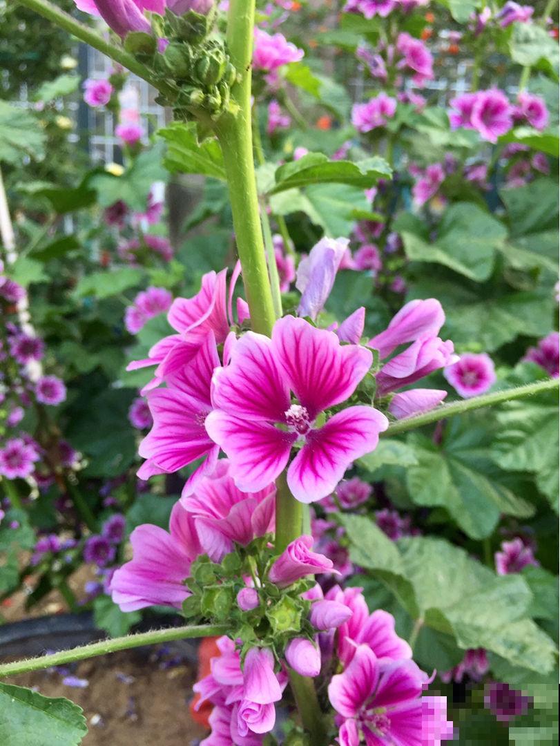 院子里插几根枝，2个月长出花蝴蝶，谁见了都眼馋