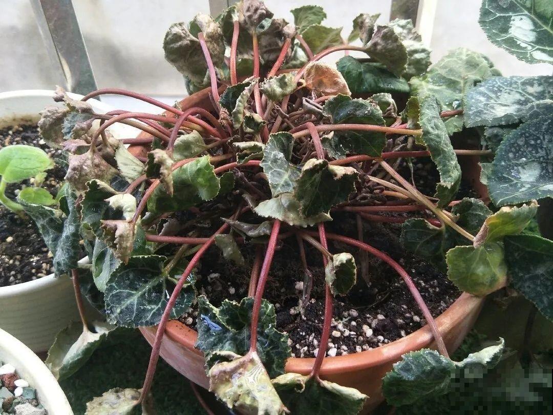 6种花一天不浇水，叶子就耷拉，缺水3天就死翘！