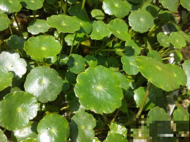 铜钱草别光会浇水，还得注意这3点，才能呼呼长爆盆