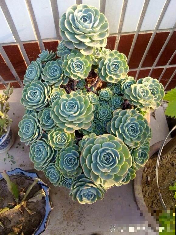 度夏必死的6种多肉，现在不要买，纯粹浪费钱！