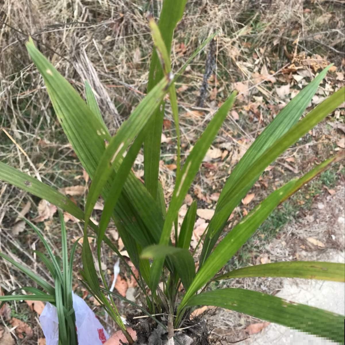 吊兰还有野生的？原来名字叫仙茅，有人专门种了卖大钱！
