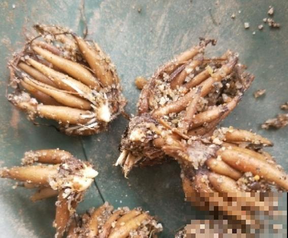 几块钱的“小牡丹”，1盆开了20朵，赚到了！