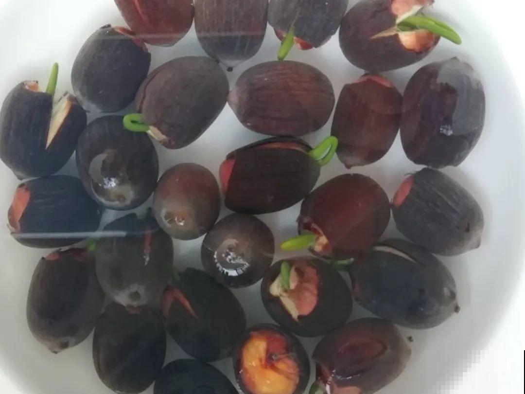 8种花不用扦插，开完花等1个月，一盆能生几十盆！