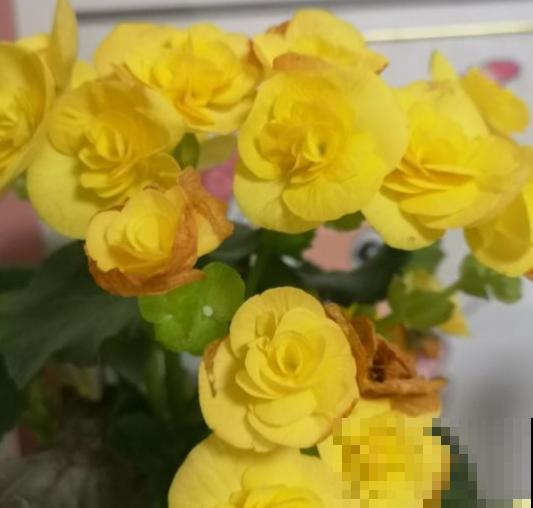 一种花公认最难养，却非常受欢迎，年年养死年年买！