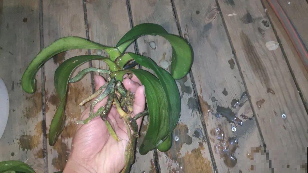 不懂花的人，开完就把花扔了，太可惜，剪一剪还能开！