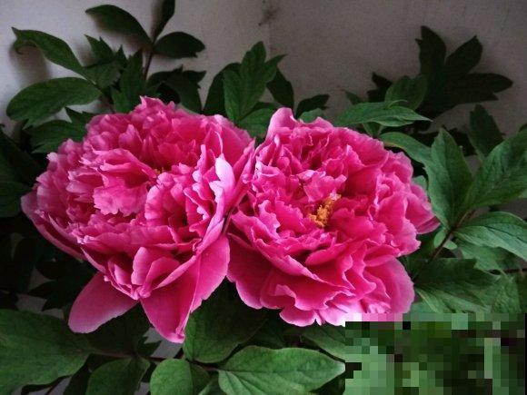 3米高的牡丹树，开花满院子飘香，太壮观了！