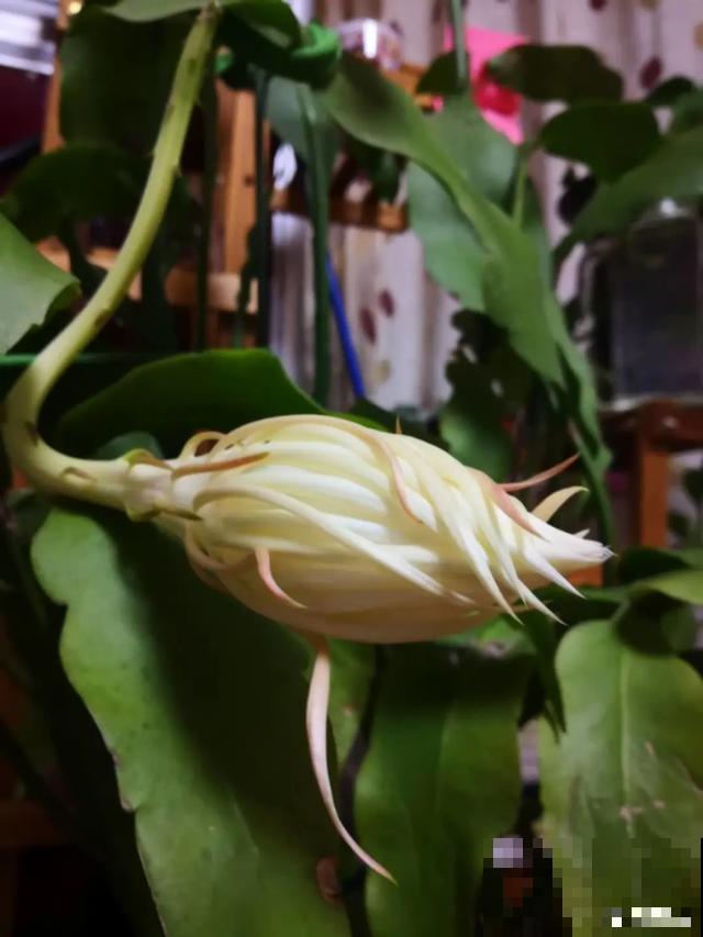 玉兰花真好吃，掐一把炒鸡蛋，竟然满嘴鸡肉味