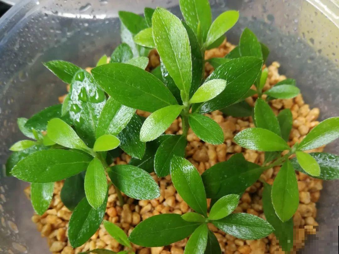 20种常见花，扦插方法大全，不用再花钱买了！