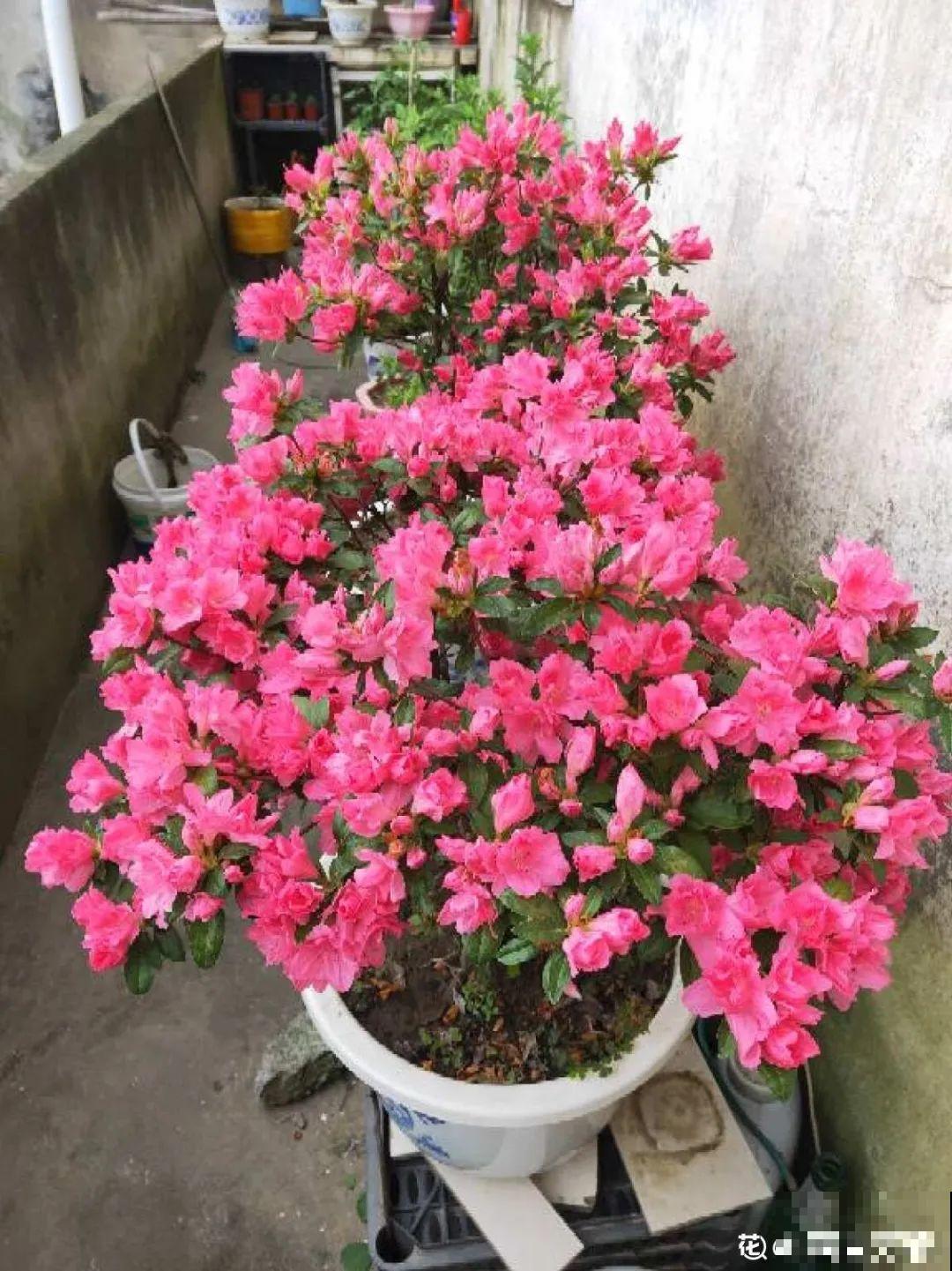 公认难养的6种花，新手慎买，养不活还浪费钱