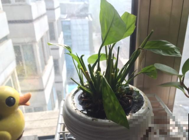 嫌花长得丑，趁现在砍头，满盆都是新叶子！
