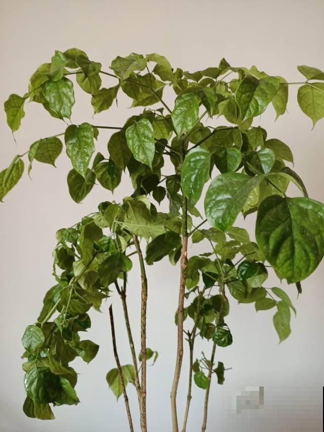 幸福树快冲破屋顶了？其实未必是好事，有这迹象的要注意！