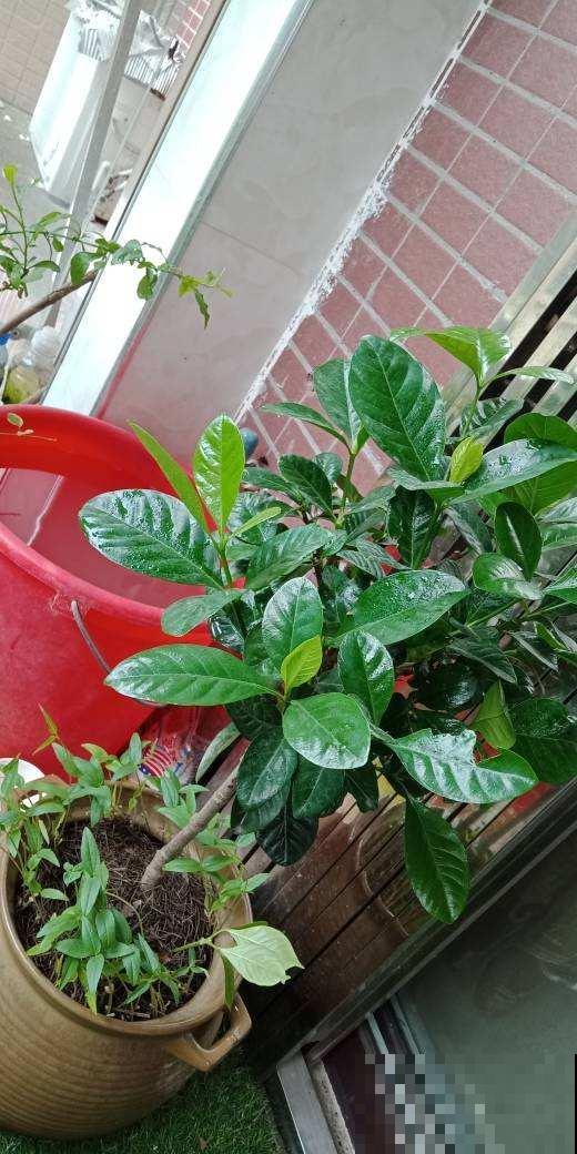 5种营养水，给花喷一点，叶子绿得能滴油