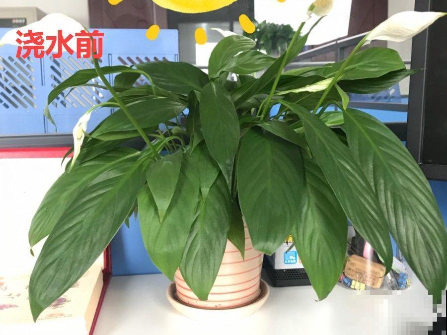 10种花，春天不能晒，躲屋里最安全！