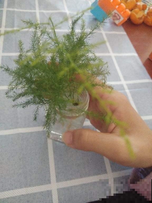 5种花，丢水里也能养，干净卫生，呼呼爆盆